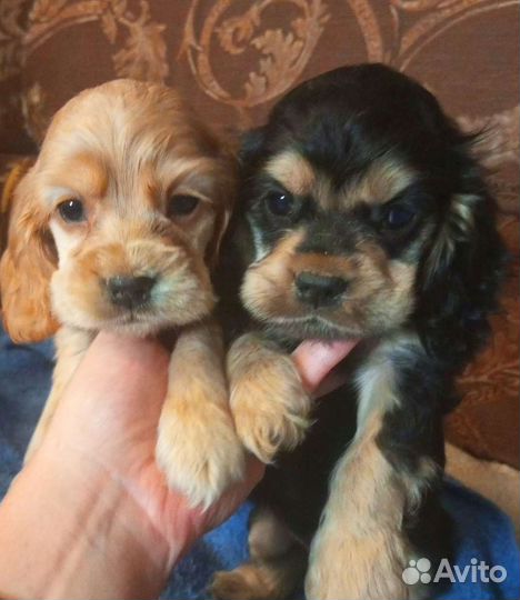 Американский Кокер спаниель