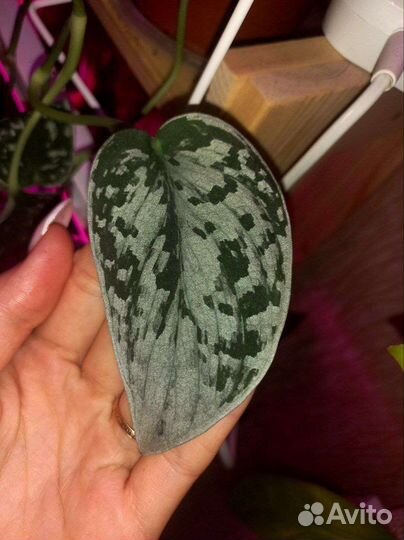 Сциндапсус пиктус сильвер энн