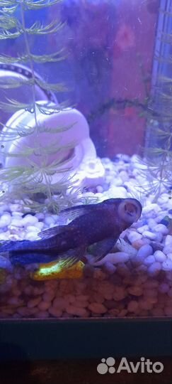 Аквариумные рыбки
