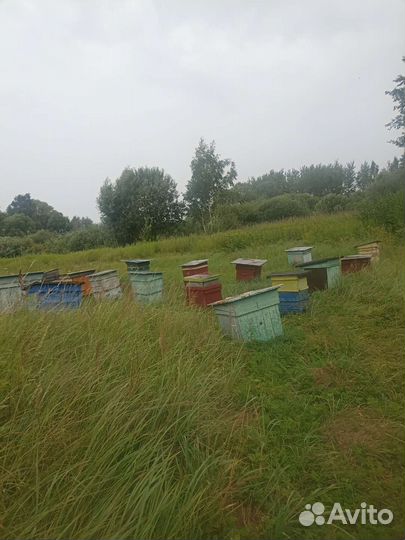 Продается пасека