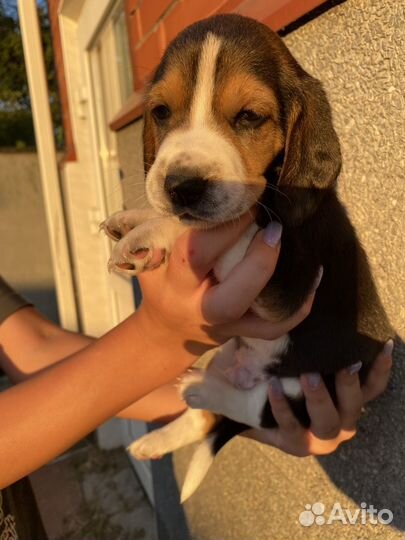 Щенки бигль торг