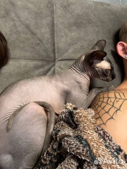 Канадский сфинкс