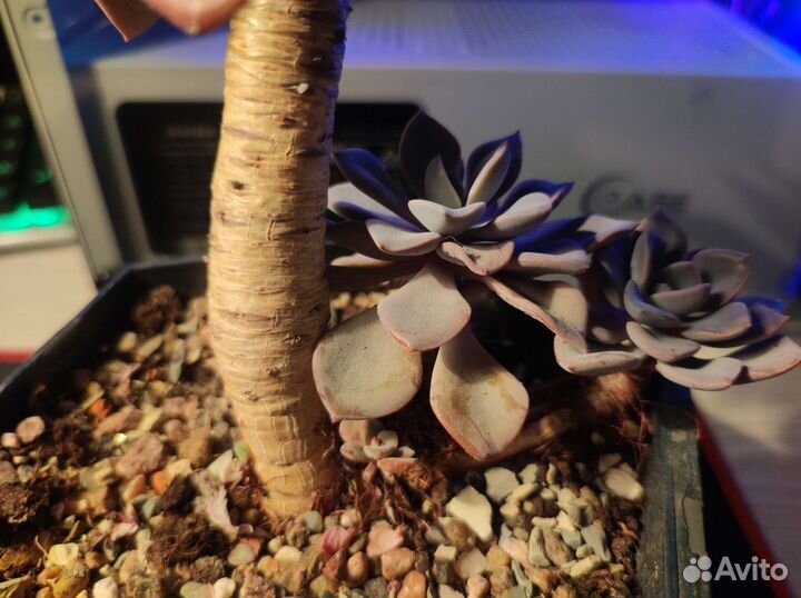 Граптоверия дебби