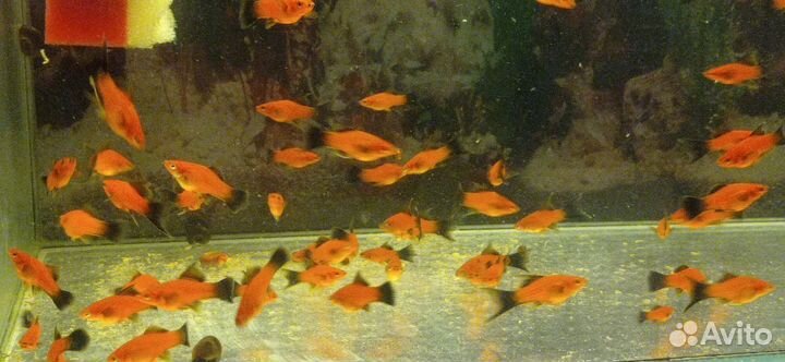 Аквариумные рыбки