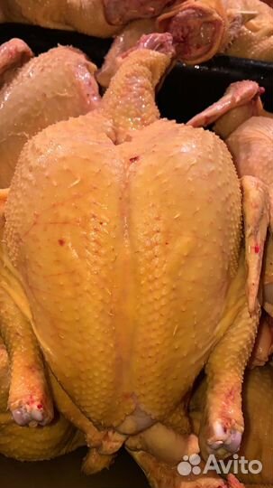 Куры бройлеры тушки