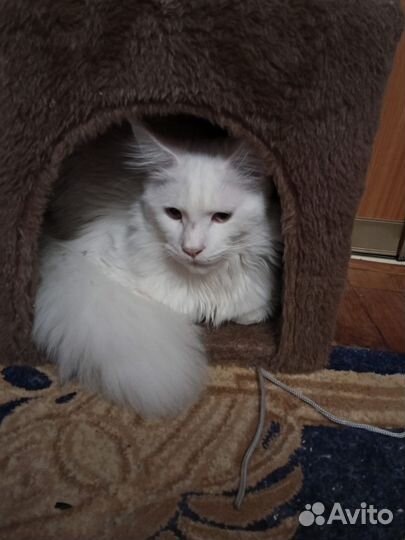 Кот мейн-кун