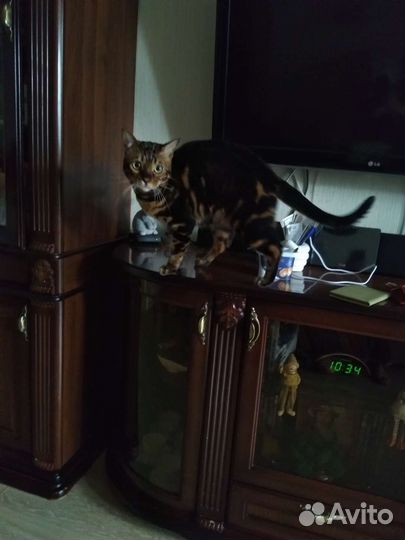 Бенгальский кот