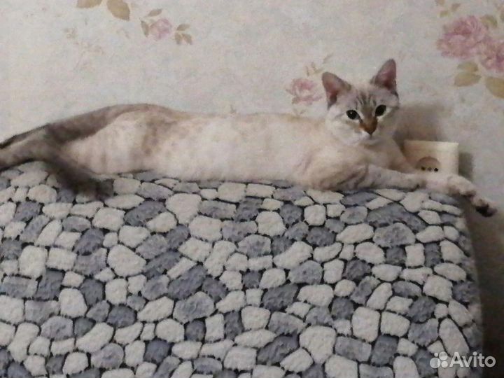 Отдам в добрые руки