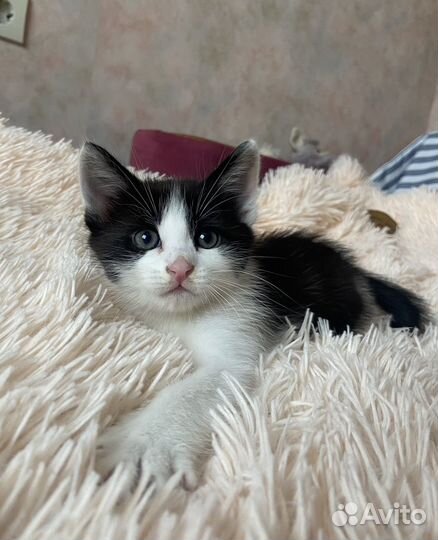 Котенок в добрые руки