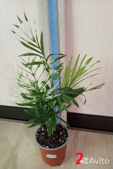 Пальма Хамедорея, Дипсис, Цикас, Финиковая