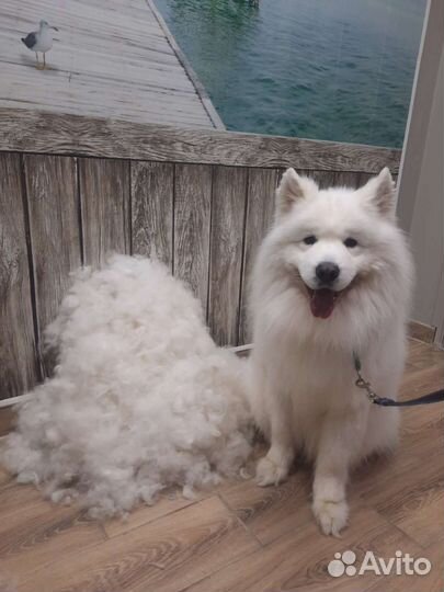 Грумер, экспресс-линька, тримминг, стрижка