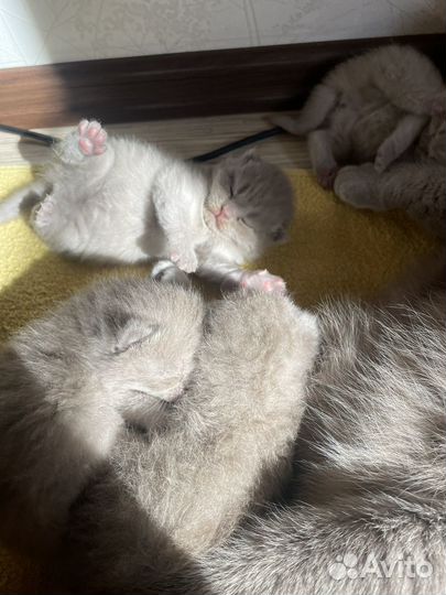 Шотландские котята