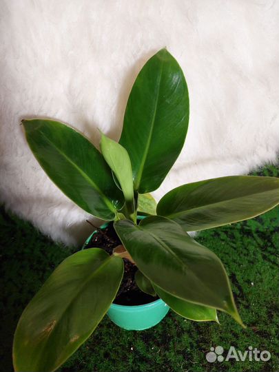 Филодендрон олимпия