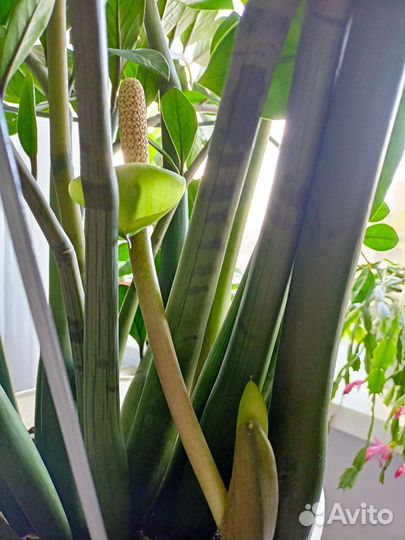 Замиокулькас