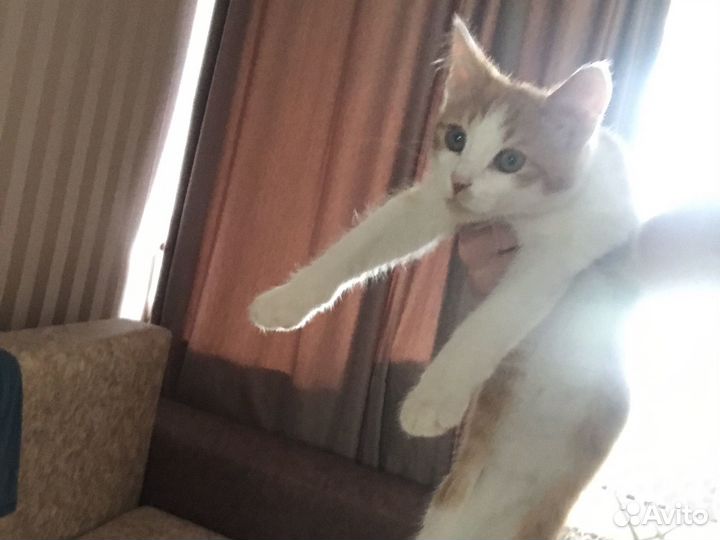 Кошка в дар бесплатно