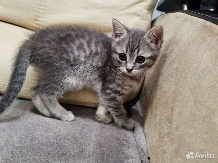 Котенок в добрые руки