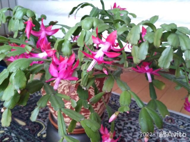 Бегония Клеопатра