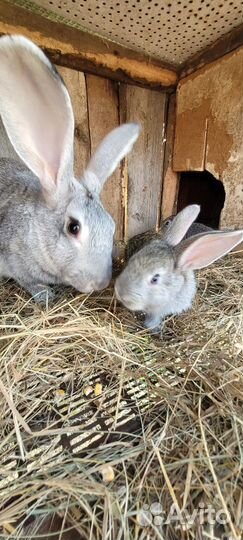 Кролики мясных пород