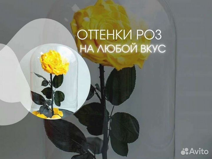 Розы в колбе на выбор