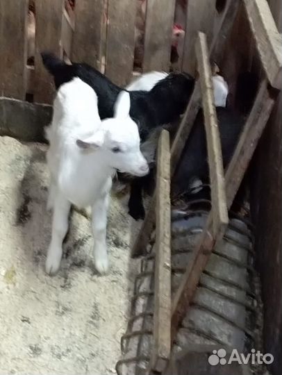 Продам козлят