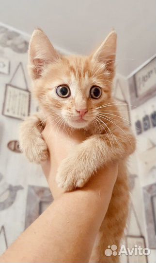 Рыжие котята