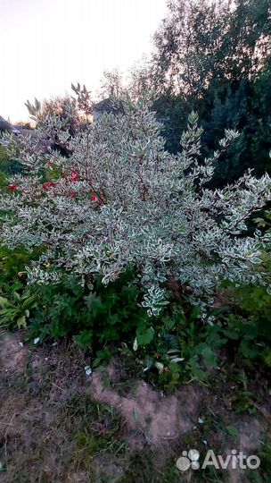 Дерен пестролистный Элигантиссима