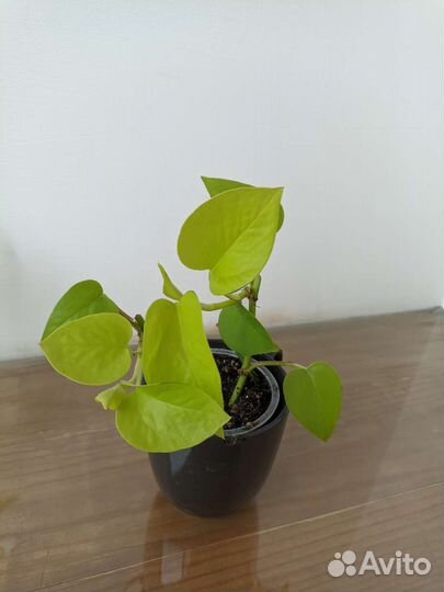 Сциндапсус Neon