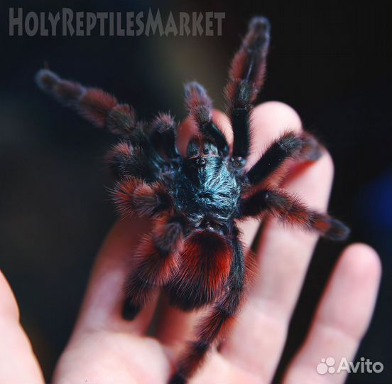 Пауки-птицееды,скорпионы,сколопендры,фрины,телифон