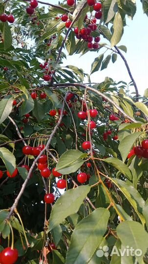 Вишня домашняя