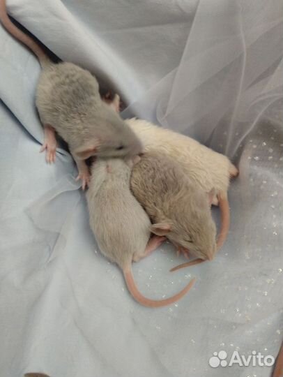 Малыши Дамбо.(серебро и жемчуг) / клетки