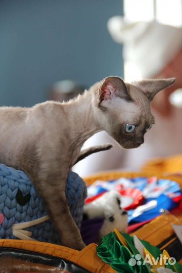 Котята Девон рекс