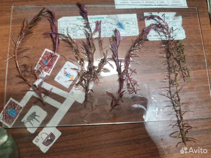 Кабомба, ротала красная, роголистник