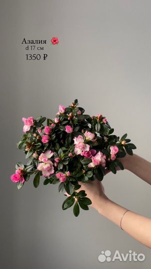 Комнатные цветы