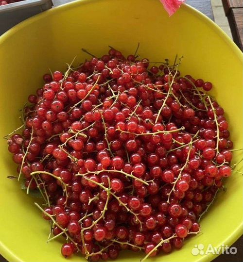 Крыжовник,красная смородина