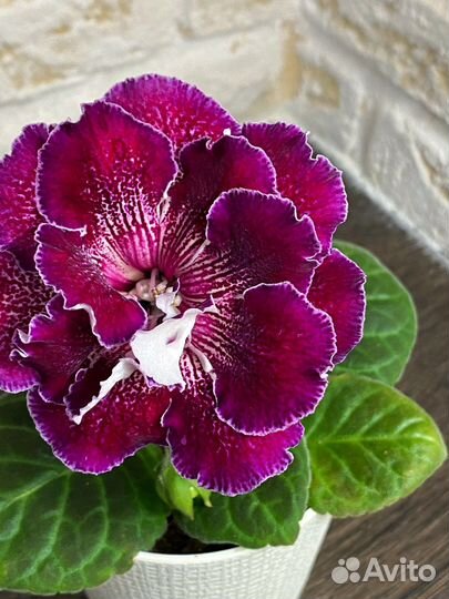 Глоксиния махровая ен Дорида детка