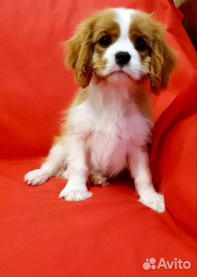 Кавалер Кинг Чарльз спаниель девочка
