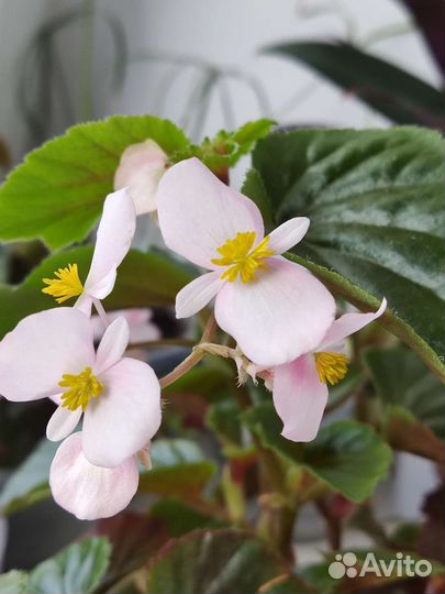 Бегония вечноцветущая
