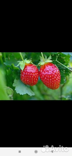 Рассада клубники