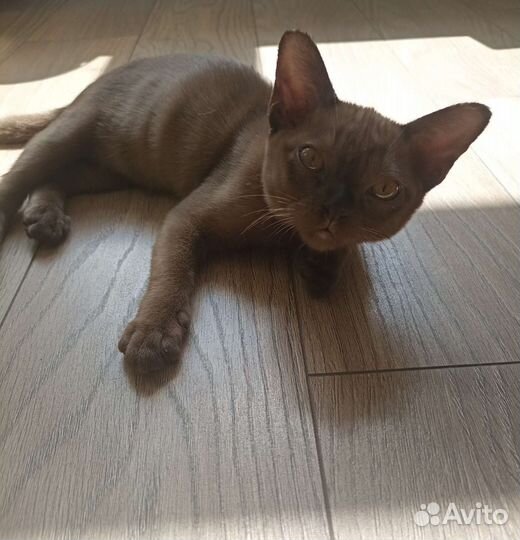 Бурманский котенок