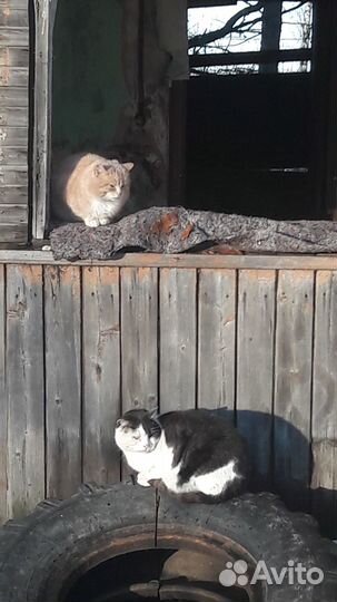 Отдам шикарного котика в хорошие руки