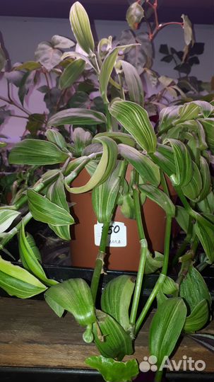 Традесканция зебрина