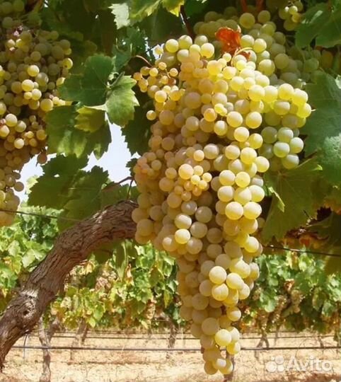 Виноград столовый
