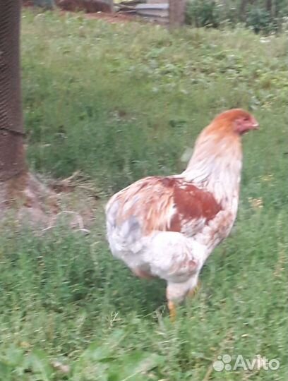 Петушок амераукан