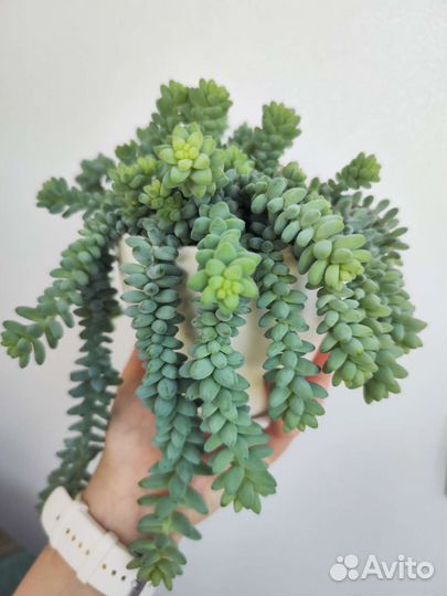 Седум Буррито (ампельный суккулент)