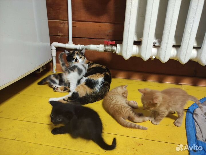 Котята в добрые руки