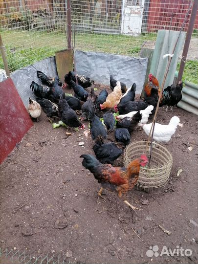 Молодые петухи