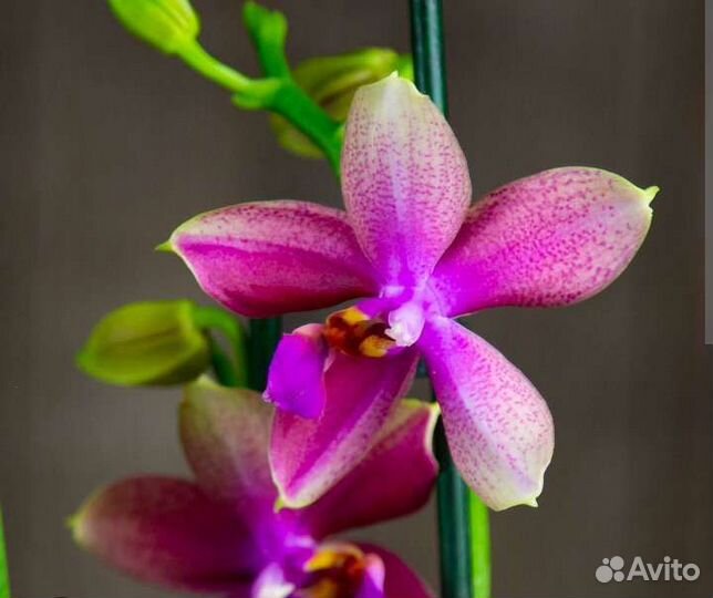 Ароматная орхидея Лиодоро с горшком)