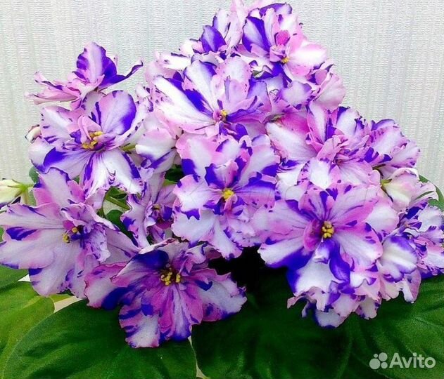 Сортовые фиалки часть 1