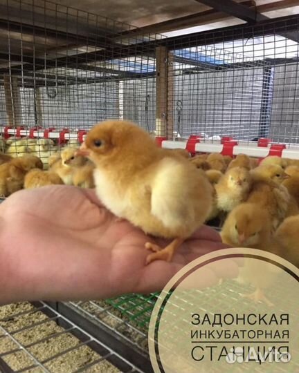 Цветной бройлер (мясояичные), бройлер, доминант