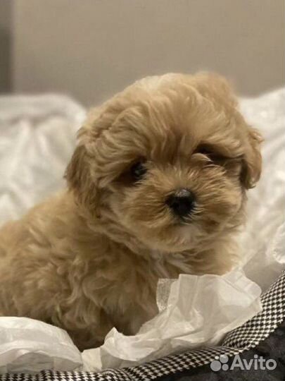 Мальтипу f1 mini